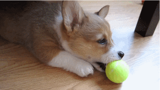 Watching These 35 Adorable Corgis Will Brighten Up Your Day