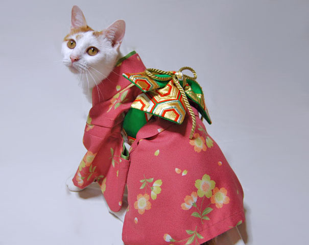 Kimono Cat