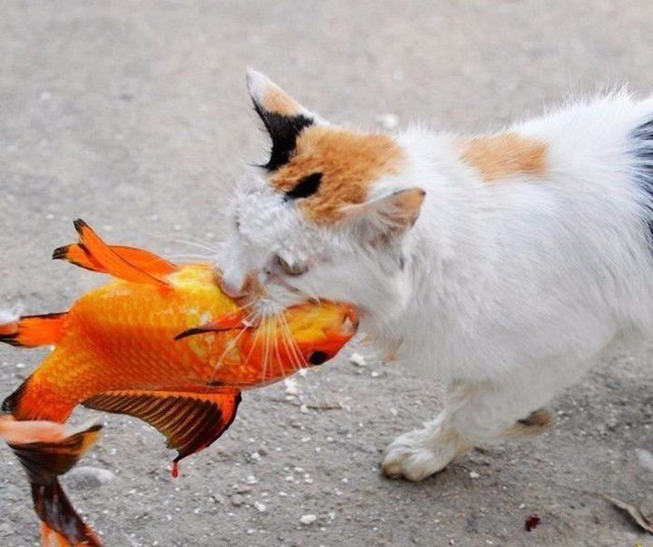 Фотоистория как кот поймал золотую рыбку животные, золотая рыбка, коты, рыбак