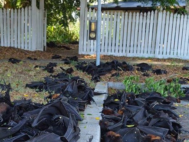 A land of such extremes that last year hundreds of bats dropped dead during a heatwave.