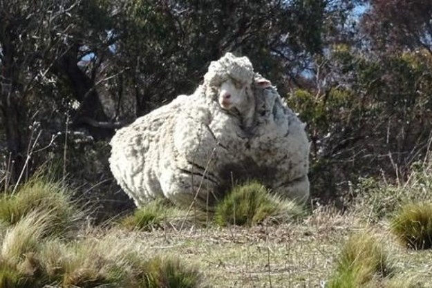 A land so vast that a sheep can stroll around like this for five years and no one will notice.