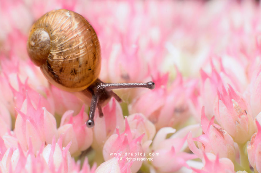 Flower Snail