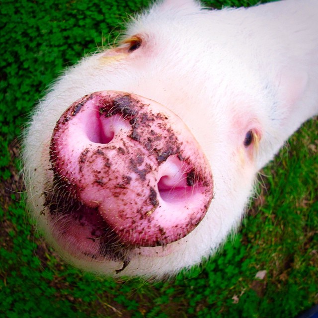 hamlet-piggy-ctute-animals-mini-pig-39