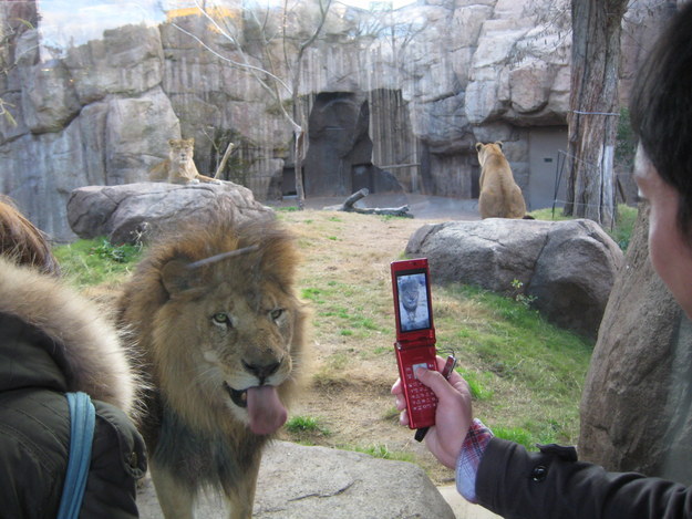 A lion who knows a flip phone won't take a quality pic, but puts in effort anyway to be nice.