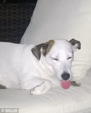 A pet dog lets its tongue hang out