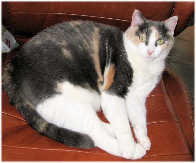 Photo of my Cat Jenny Stealing my Office Chair - photo © Franny Syufy