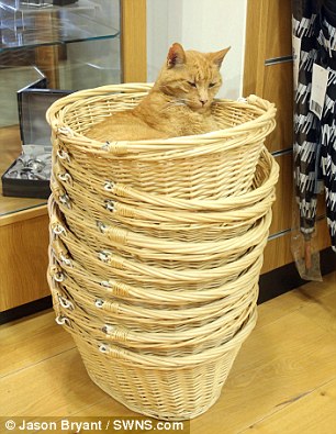 Louis the cat in his basket
