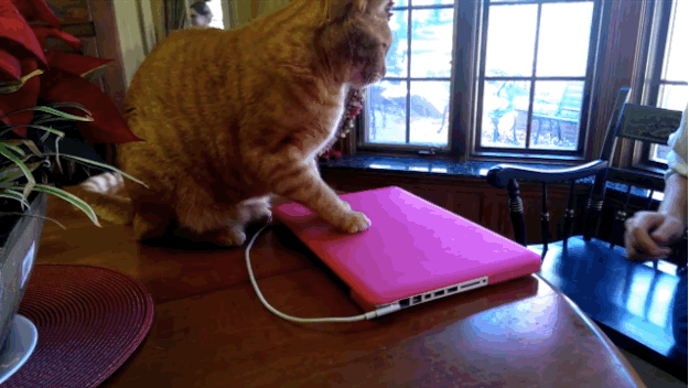 This Cat Knows No One Should Touch Your Laptop