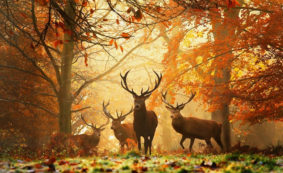 Deers with antlers in forest with autumn foliage