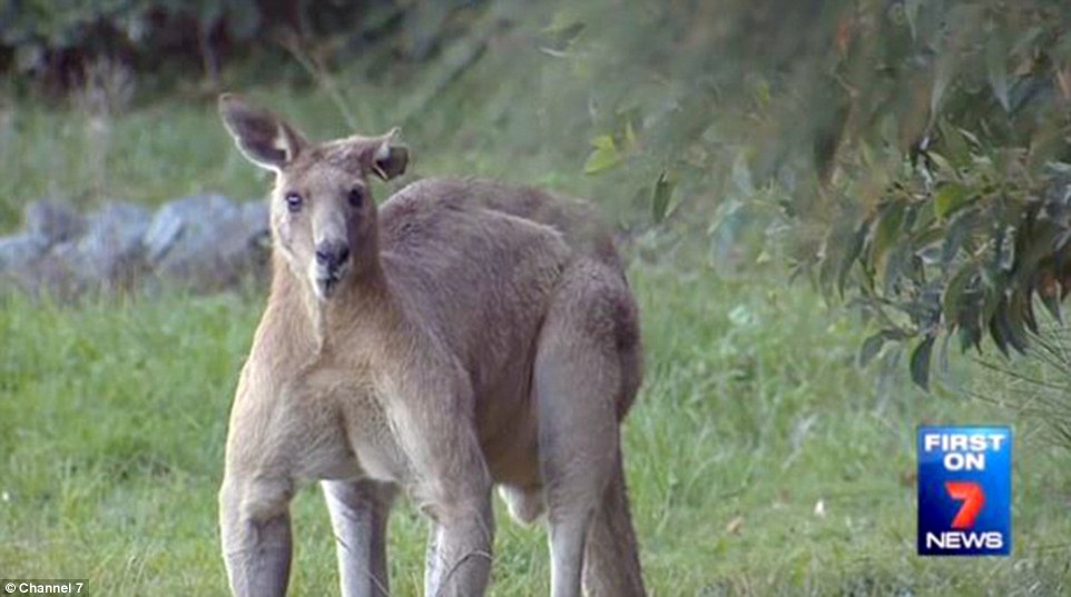The big kangaroo is recognised by its remarkable size and by the distinctive tear in its left ear