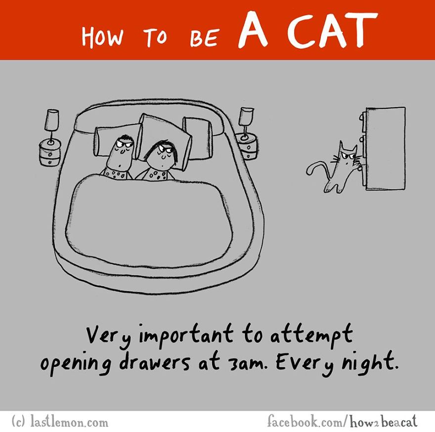 How To Be A Cat