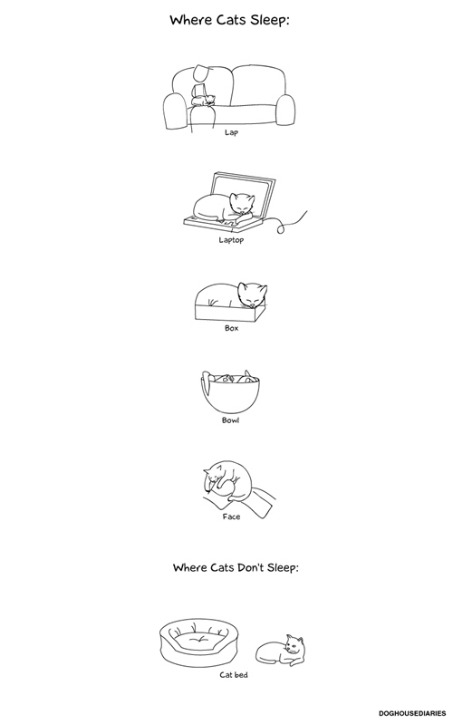 Cats,sleeping,inconvenient,comfort is relative,cat beds,comics,doghouse diaries