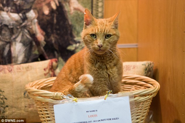 Louis, the 17-year-old Wells cathedral cat, sits in his basket at the gift shop - but local owners have accused him of turning nasty and attacking dogs 'like a wild lion' 