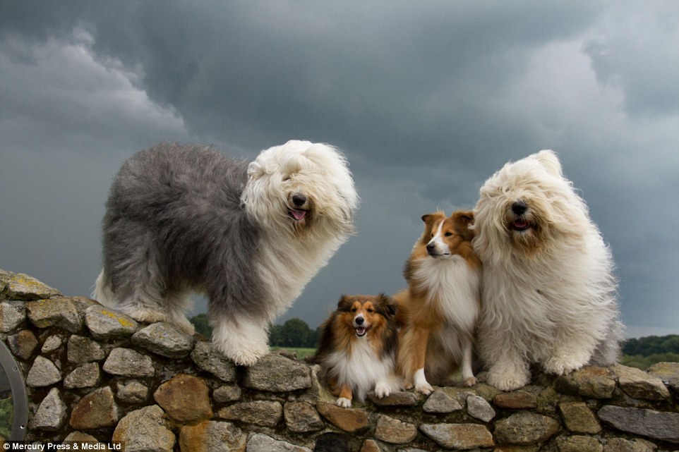 As well as taking pictures of just Sophie and Sarah, Mr Bol and his partner Hannake often pose up their pets with other dogs 