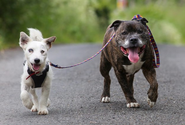 Glenn, the completely blind Jack Russell, goes everywhere with his best friend and permanent guide Buzz, the Staffordshire bull terrier.