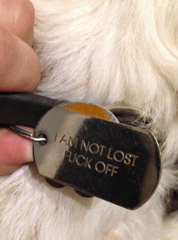 Found This Hunting Dog. I Guess He Isn't Lost Found This Hunting Dog. I Guess He Isn't Lost