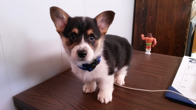 And this little guy who made his human's desk job A LOT more adorable.