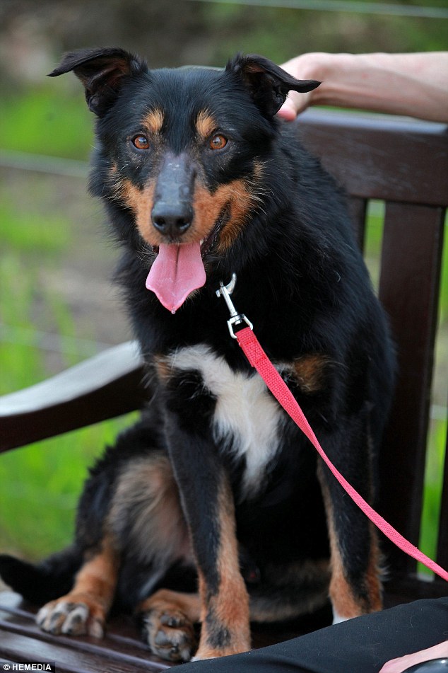 Sid wasn’t microchipped so the Scottish SPCA couldn't contact his owner directly but he came forward following our appeal