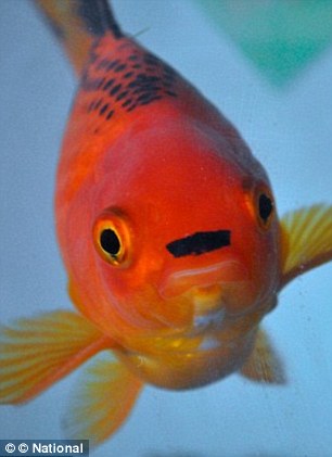 Deborah Cochrane's goldfish George whose distinctive black mark above his mouth bears an uncanny resemblance to the fascist dictator (pictured)