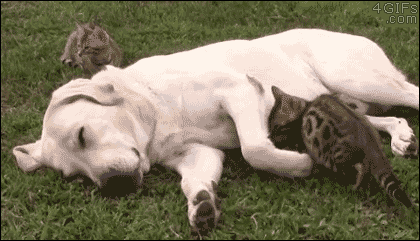 28 Animal GIFs Guaranteed To Make Your Worries Disappear