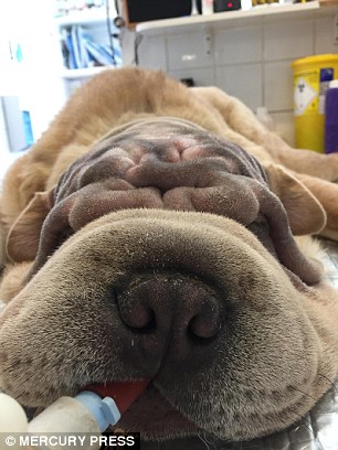 Benny, pictured during the first operation, will have a second procedure to his ears 
