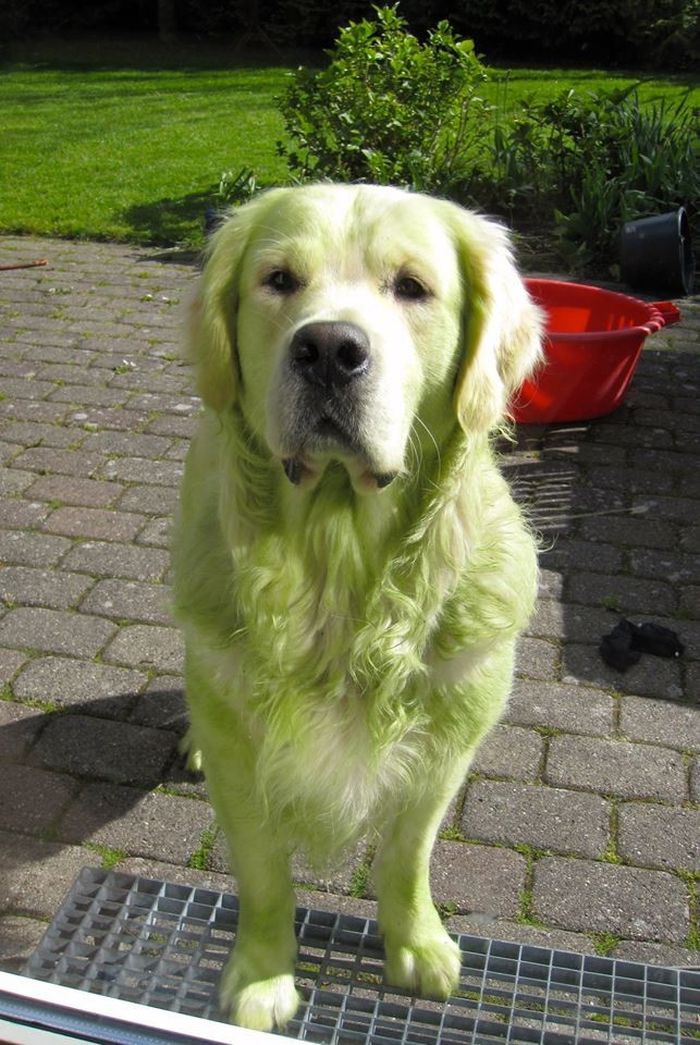 24 собаки, которые обожают валятся на свежескошенной траве животные, собака, трава