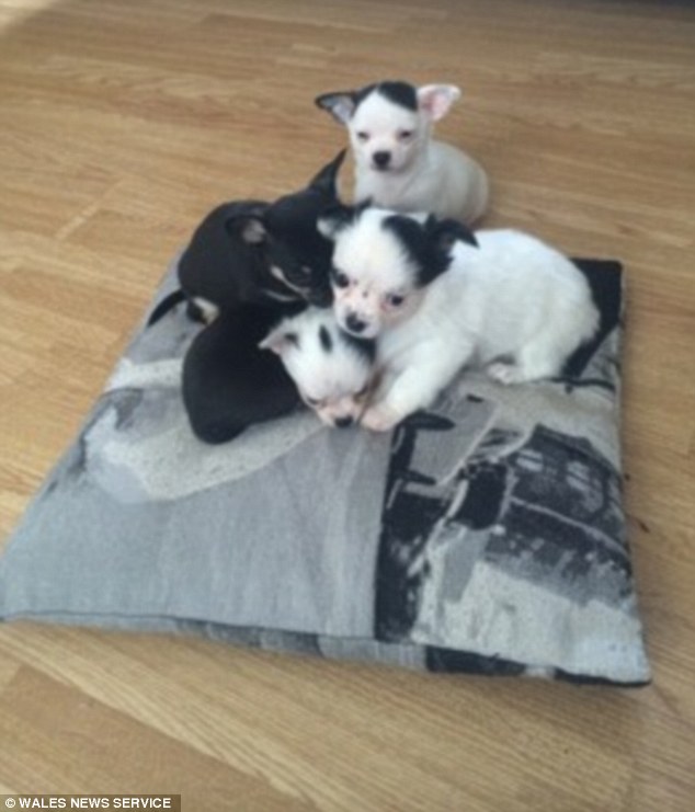 The family is now looking for new homes for Adolf and his siblings (pictured)- although Claire and husband Niall's son Zak, 11, has already grown attached to the young canine