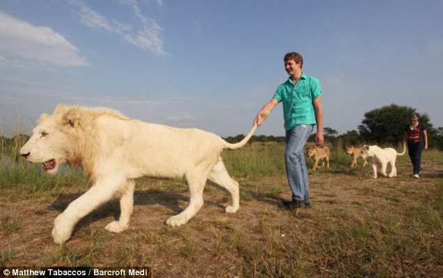 South African tourist Michael Cocks holds onto a white-furred tail