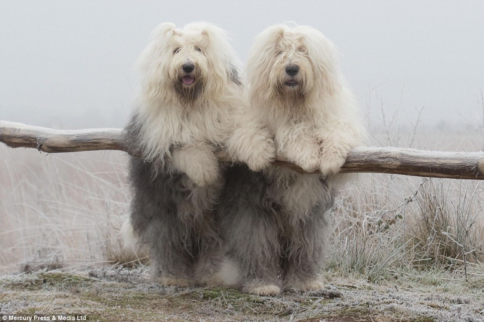 Mr Bol takes adorable pictures of his pets every single day and posts them to social media, where the dogs now have an online following 