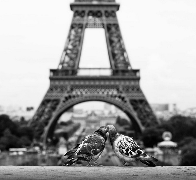 3. Pigeons kissing together in Paris and 2 cats caress