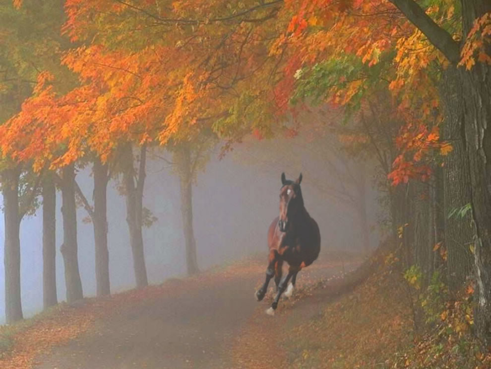 Spooked horse galloping through foggy fall forest