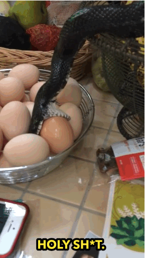 This Couple Had A True WTF Moment When They Discovered A Snake In Their Kitchen