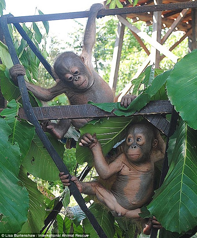 Recovery: Budi (top) was too weak to even open his mouth when they discovered him inside a chicken cage in December, but he is now strong enough to swing and play 