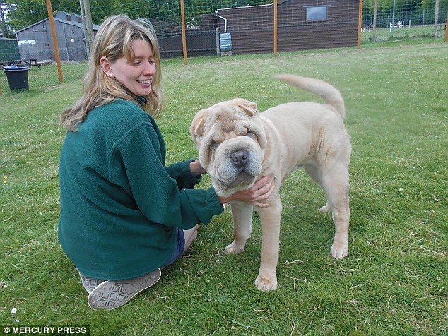 Benny the Shar-Pei has undergone a facelift to save his sight after his skin folds left him almost blind and deaf. Pictured with Hannah Dunn