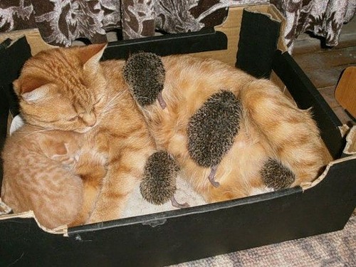 Котоёжки