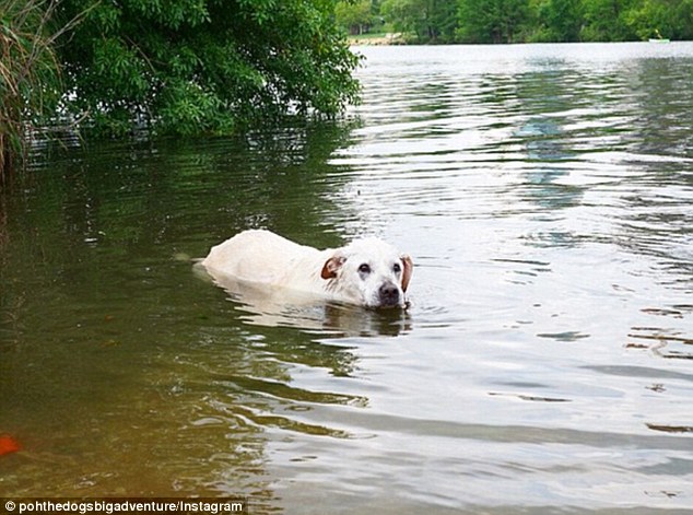 First swim: Poh is pictured learning how to swim in a river in Austin, Texas, during his cross-country journey