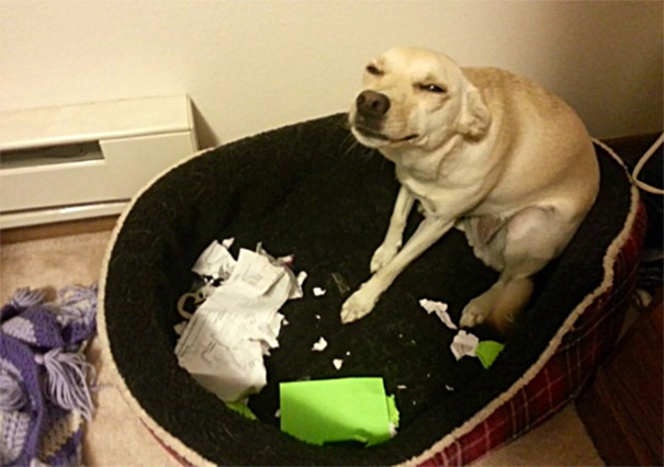 No One Is Gonna Believe That I Actually Ate Your Homework