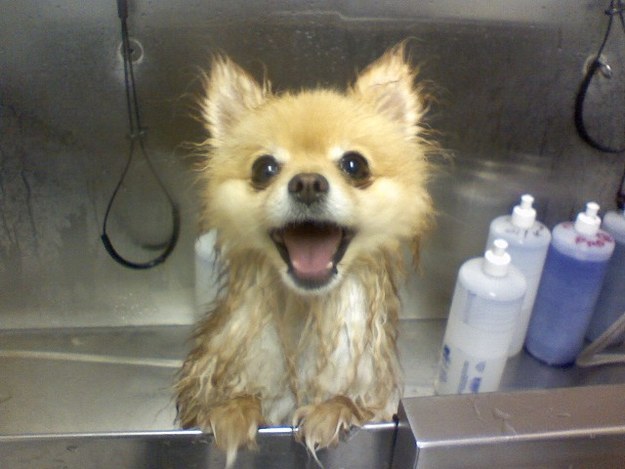 This dog who actually looks forward to his bath time.