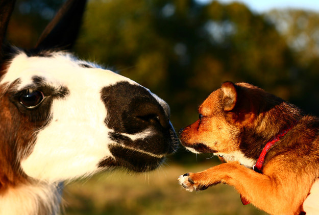 A dog booping a llama before he gallops off into the setting sun.