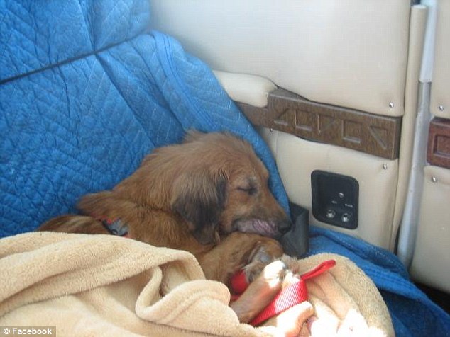 Snuggled up: It's reported that most pooches sleep in the air and don't get sick