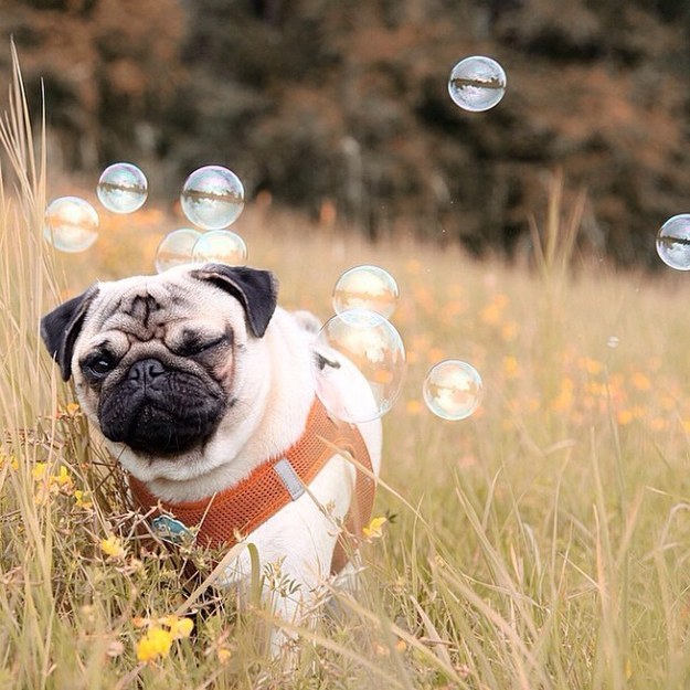 A pug who 'doesn't get bubbles.'