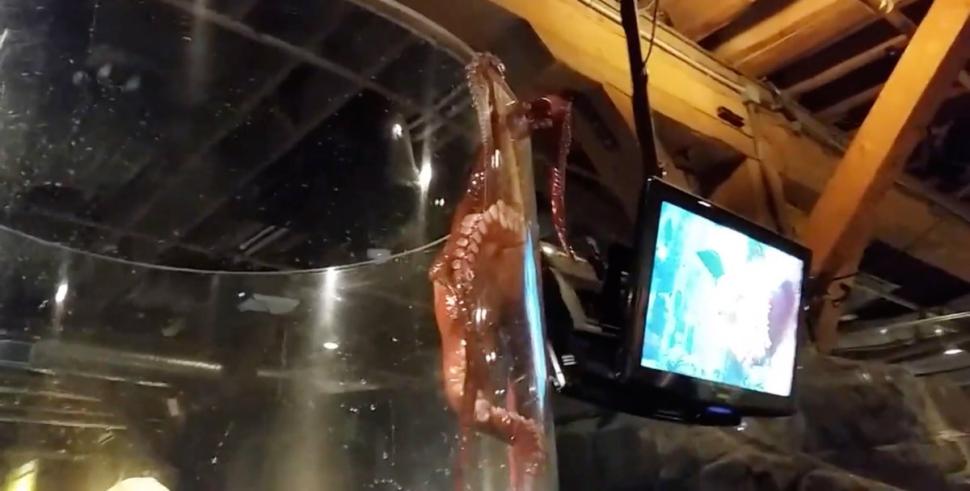 The octopus, named Ink, tried to crawl out of its tank, only to get pushed back in by an employee at the Seattle Aqaurium.