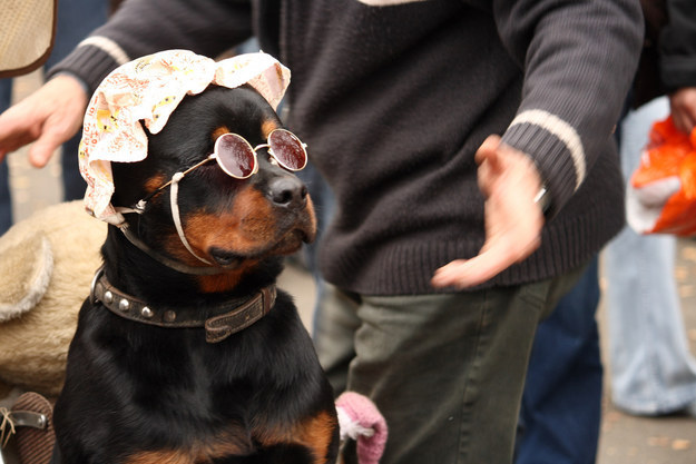 A dainty Rottweiler having the loveliest day today.