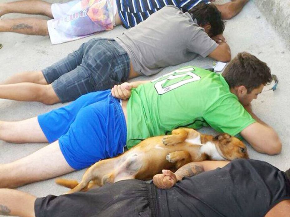 Amazing image of guard dog laying down with owner after police raid goes viral