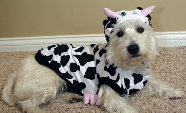 Cow Dog
