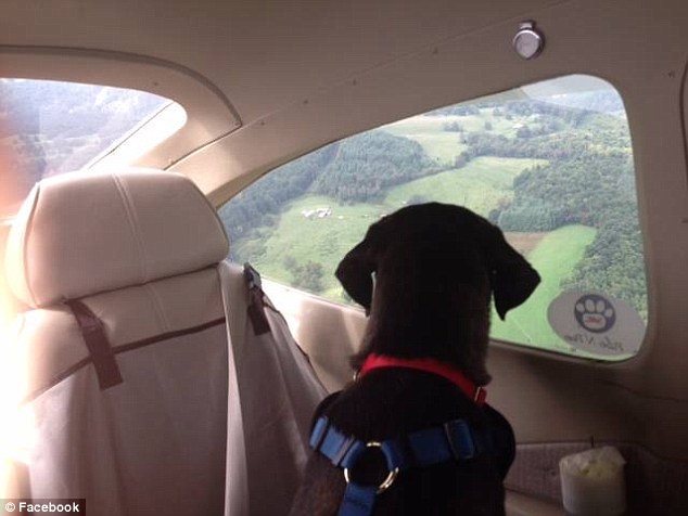 Window seat: Groups such as California-based Wings of Rescue or South Carolina-based Pilots N Paws, recruit pilots to volunteer their planes, fuel and time