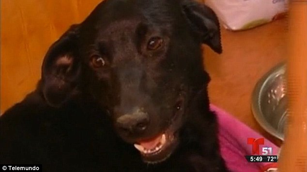 Brave: The dog, now named Blacky, dug the hole and hid her puppies from the forest fire near the city of Valparaiso