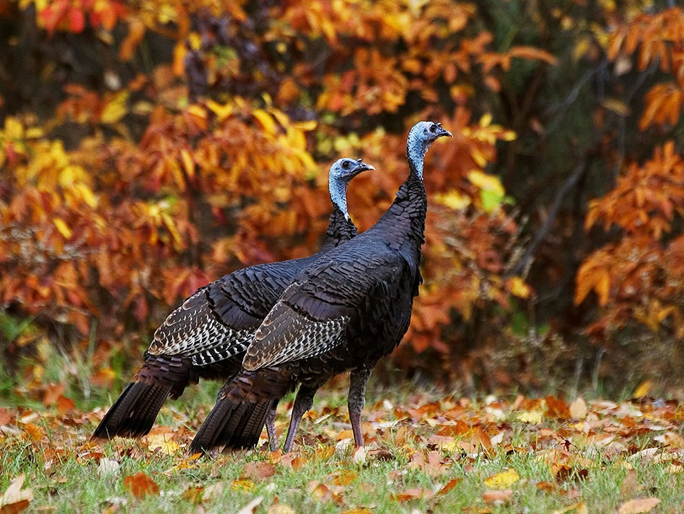 Wild Turkeys in Autumn, probably scouting a good hiding place before November and Thanksgiving