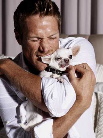 jason lewis chihuahua cute