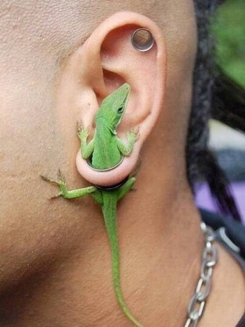 Or your pet lizard.